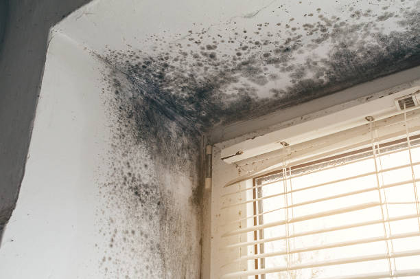 Affordable Hvac And Air Duct Mold Remediation solutions in Zarephath, NJ